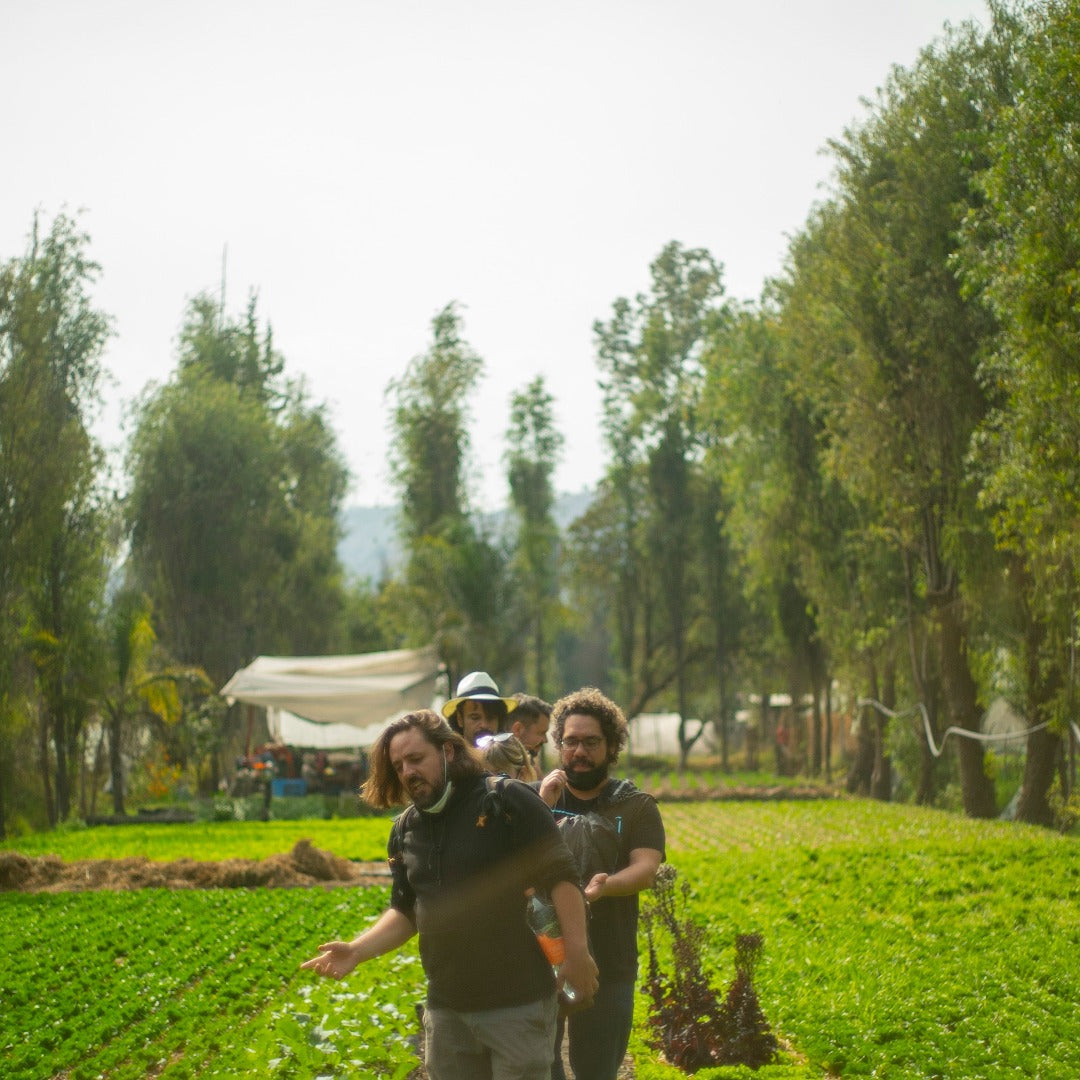 Xochimilco Tour | Explore the Pre-Hispanic side of Mexico City - Pachoa México