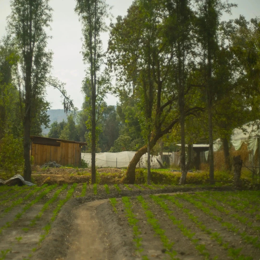 An alternative tour to a secret spot in Mexico City