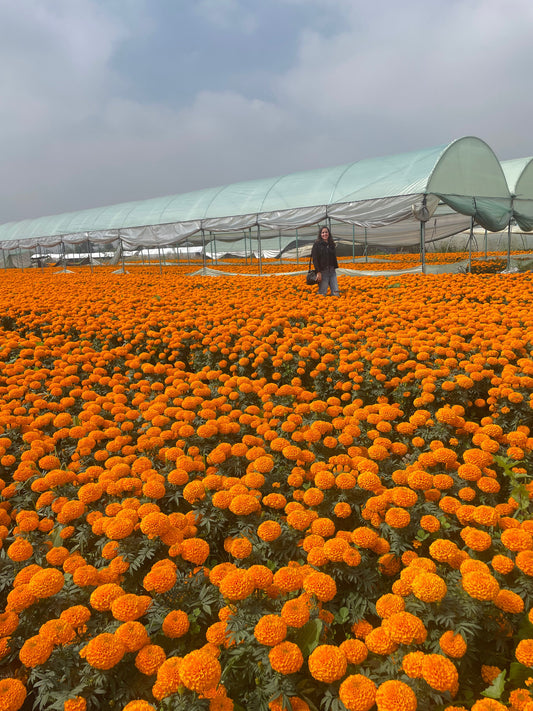 The Golden Petals That Guide the Way Home: The Story of Cempasúchil