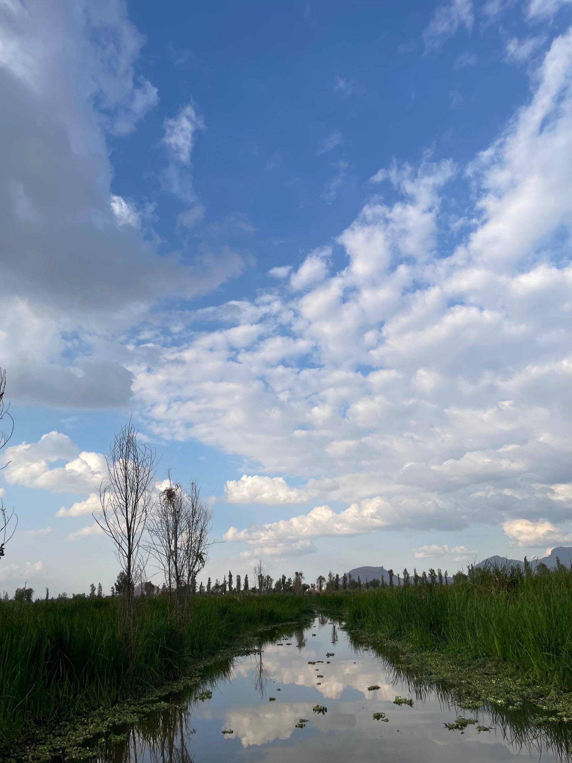 Xochimilco Tour | Explore the Pre-Hispanic side of Mexico City - Pachoa México