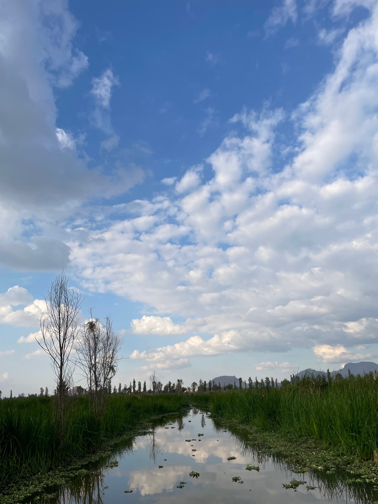 Xochimilco Tour | Explore the Pre-Columbian Floating Gardens of Mexico City