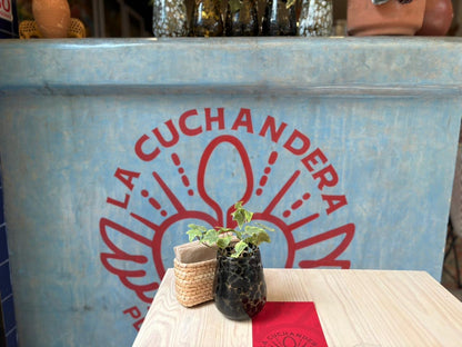 San Rafael: A Living History Food Tour | Mexico City 2026